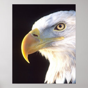 Bald Eagle Portrait, Haliaeetus leucocephalus, Poster