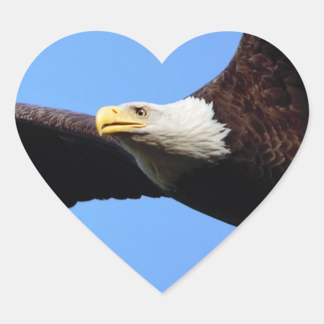Bald Eagle Portrait Heart Sticker (Front)