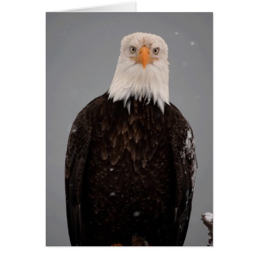 Bald Eagle Portrait in the Snow, Haliaeetus (Front)