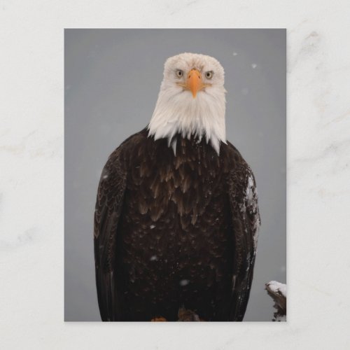 Bald Eagle Portrait in the Snow Haliaeetus Postcard