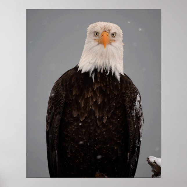 Bald Eagle Portrait in the Snow, Haliaeetus Poster (Front)