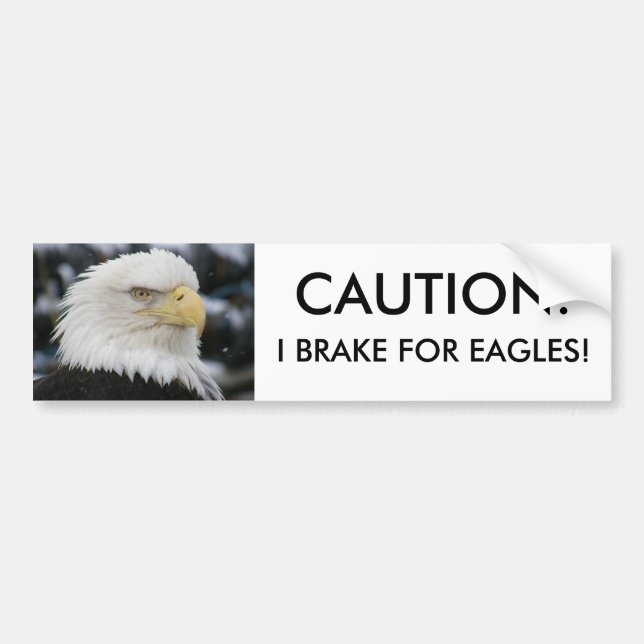 Bald Eagle Portrait Photo Bumper Sticker (Front)