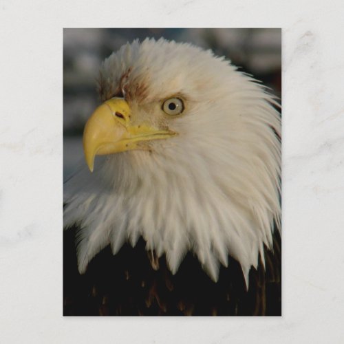Bald Eagle Portrait Photo Postcard