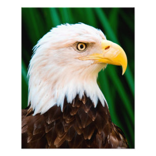 Bald Eagle Portrait Photo Print