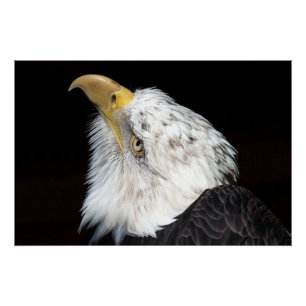 Bald Eagle Portriat Poster
