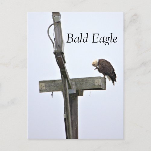 Bald Eagle  Postcard