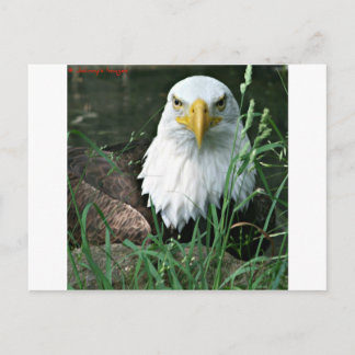 bald eagle postcard
