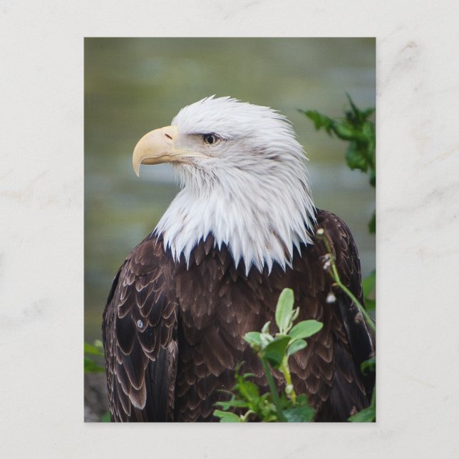 Bald Eagle Postcard (Front)