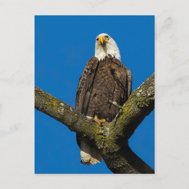 Bald Eagle Postcard (Front)