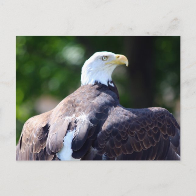 Bald Eagle Postcard (Front)