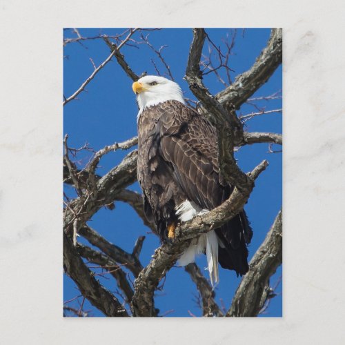 Bald Eagle Postcard