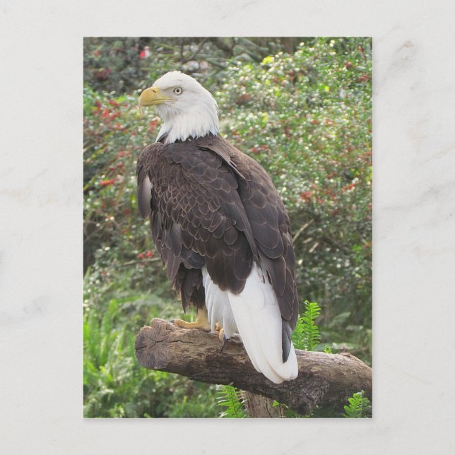 Bald Eagle Postcard (Front)