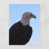 Bald Eagle Photograph Happy Father's Day Card | Zazzle