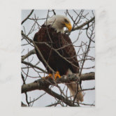 Bald Eagle Photograph Happy Father's Day Card | Zazzle