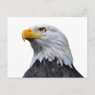 Bald Eagle Postcard