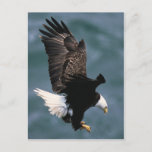 Bald Eagle Postcard at Zazzle