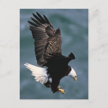 Bald Eagle Postcard by Photo_Fine_Art at Zazzle