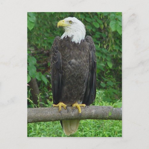 Bald Eagle Postcard