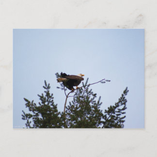 Bald Eagle Postcard