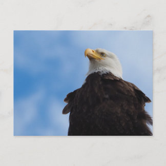Bald Eagle Postcard