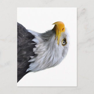 Bald Eagle Postcard