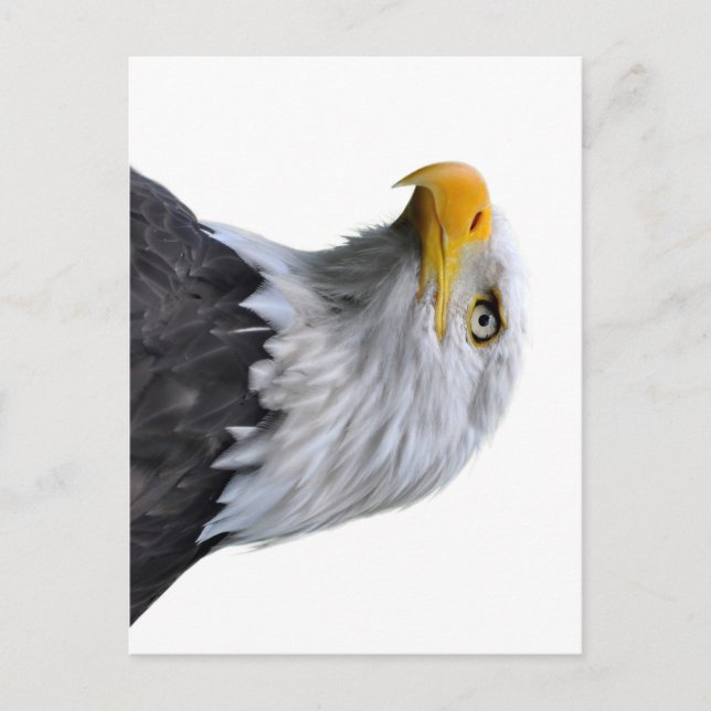 Bald Eagle Postcard (Front)