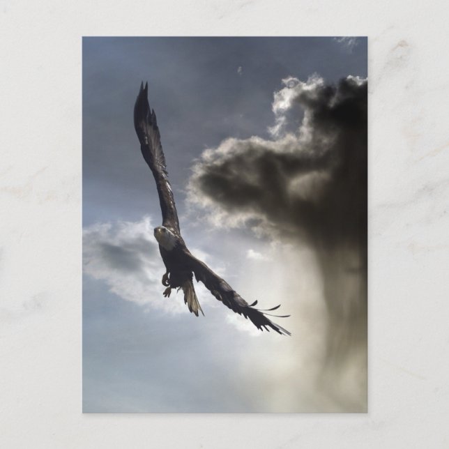 Bald Eagle Postcards (Front)