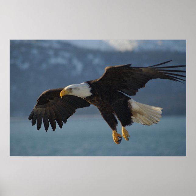 Bald Eagle Poster (Front)