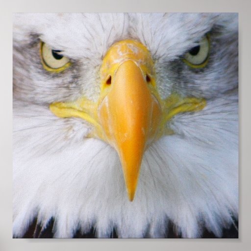 Bald Eagle Poster | Zazzle