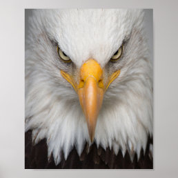 Bald eagle poster