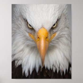 Bald Eagle Poster by Pir1900 at Zazzle