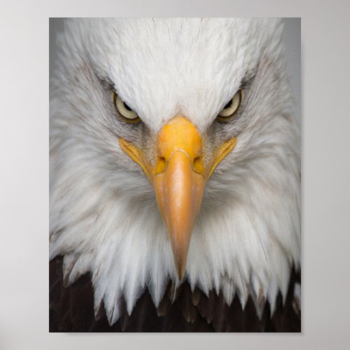 Bald eagle poster