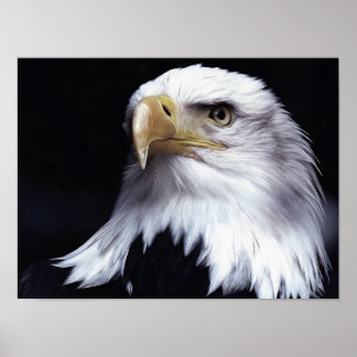 Bald Eagle Poster