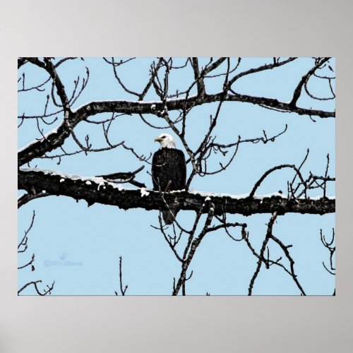 Bald Eagle Poster