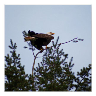 Bald Eagle Poster