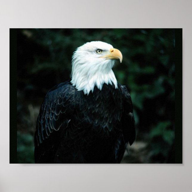 Bald Eagle Poster (Front)