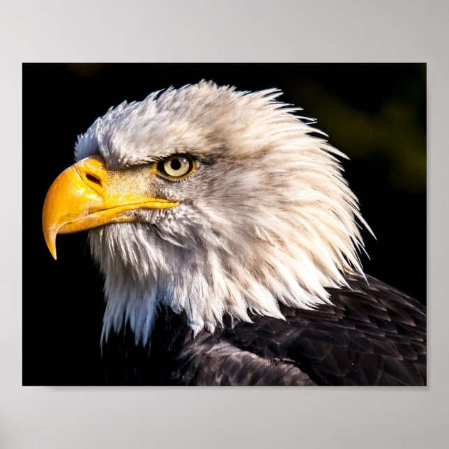 Bald Eagle Poster (Front)