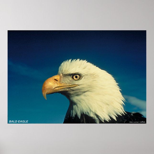 Bald Eagle Poster (Front)
