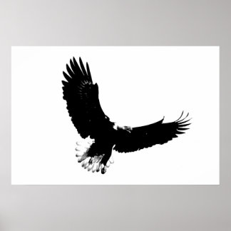 Bald Eagle In Flight Posters | Zazzle