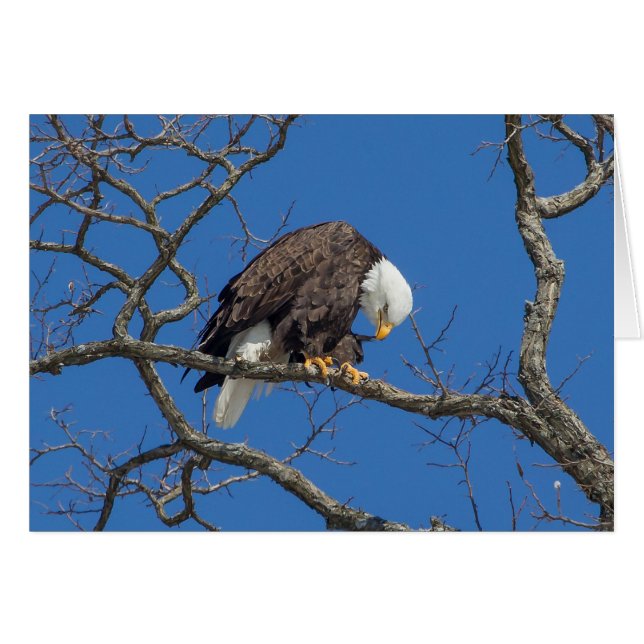 Bald Eagle Preening Cards (Front Horizontal)
