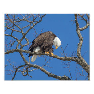 Bald Eagle Preening Photo Print