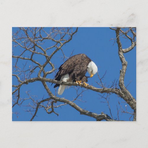 Bald Eagle Preening Postcard