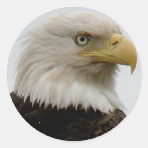 Bald Eagle Profile Photo on Unalaska Island Classic Round Sticker