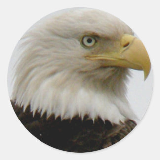 Bald Eagle Profile Photo on Unalaska Island Classic Round Sticker