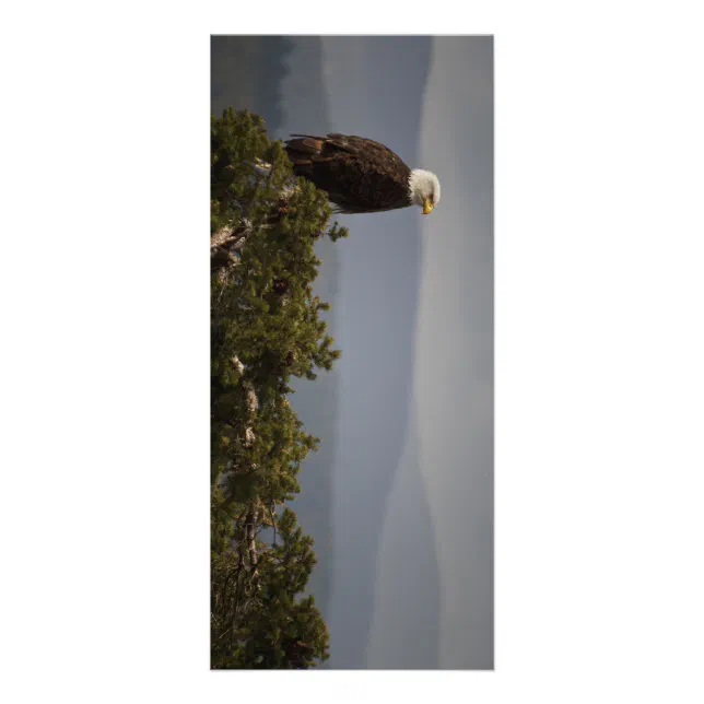 Birding Rack Card Bald Eagle - Rack Card | Zazzle
