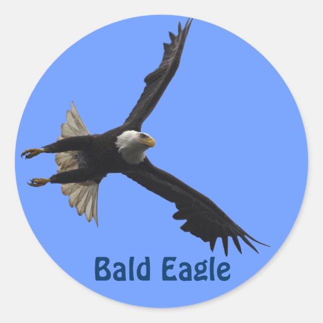 Bald Eagle Raptor Birdlover's Wildlife Sticker (Front)