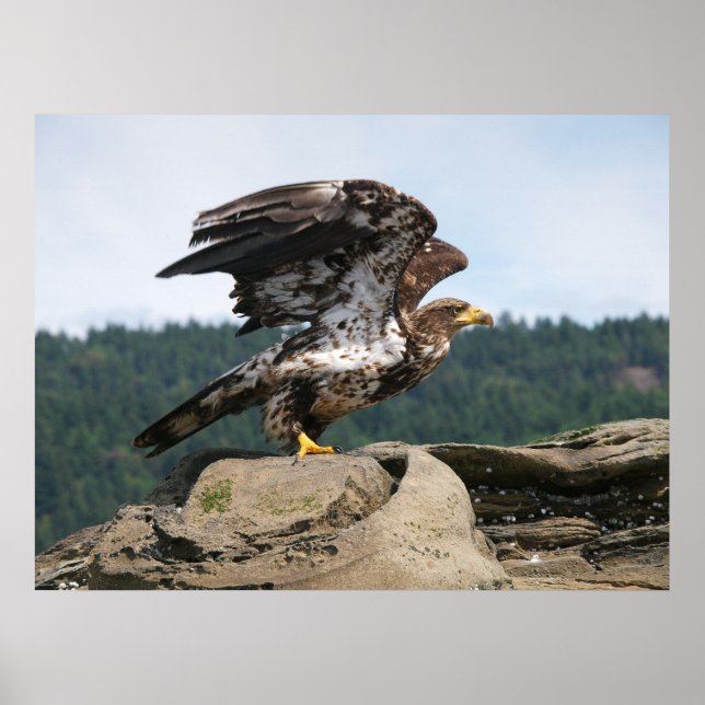 Bald Eagle Ready For Flight Fine Art Print (Front)
