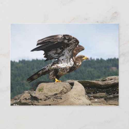 Bald Eagle Ready For Flight Postcard