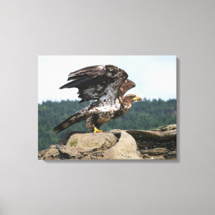 Bald Eagle Ready For Flight Wrapped Canvas Print