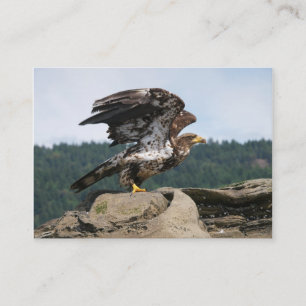 Bald Eagle Ready For Takeoff - business cards